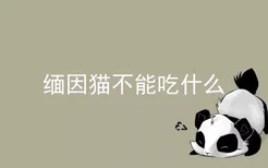 缅因猫不能吃什么