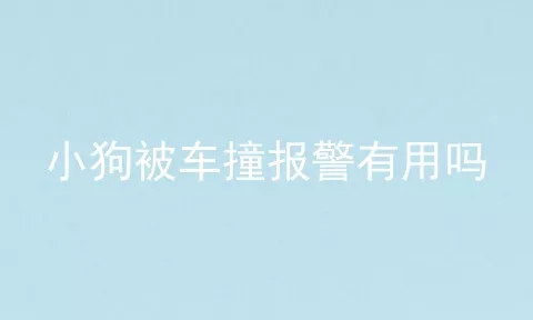 小狗被车撞报警有用吗