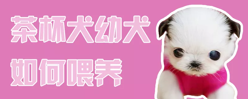 茶杯犬幼犬如何喂养