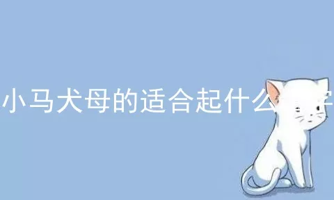 小马犬母的适合起什么名字