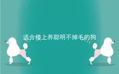 适合楼上养聪明不掉毛的狗