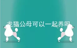 龙猫公母可以一起养吗