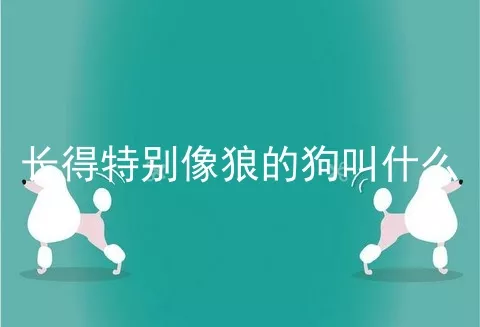 长得特别像狼的狗叫什么