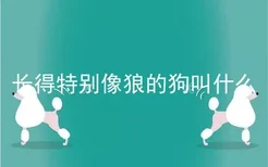 长得特别像狼的狗叫什么