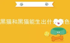 黑猫和黑猫能生出什么颜色