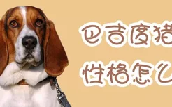 巴吉度猎犬性格怎么样