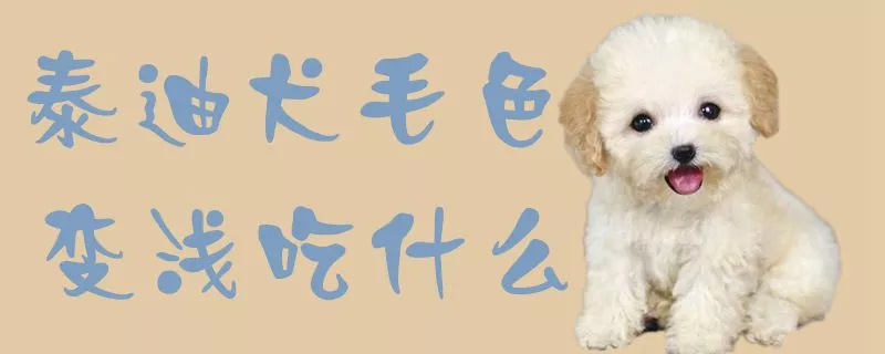 泰迪犬毛色变浅吃什么1