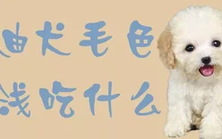 泰迪犬毛色变浅吃什么