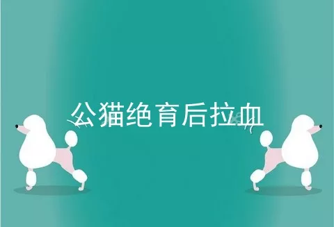 公猫绝育后拉血