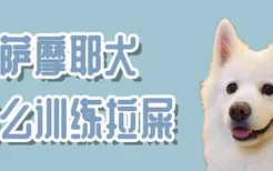 萨摩耶犬怎么训练拉屎