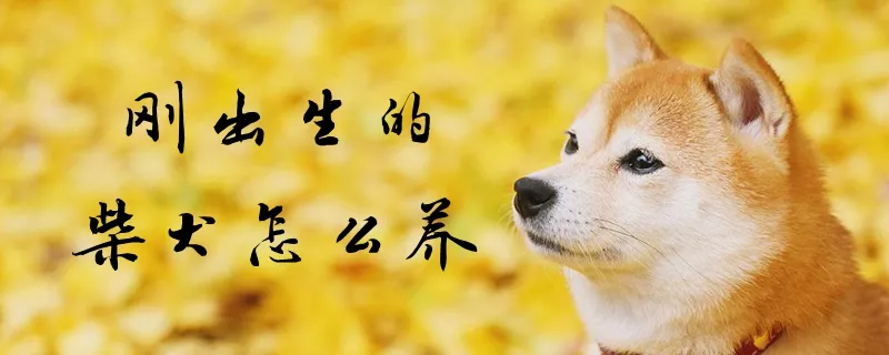 刚出生的柴犬怎么养