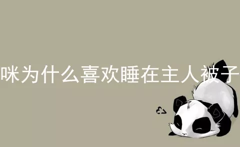 猫咪为什么喜欢睡在主人被子上