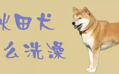 秋田犬怎么洗澡