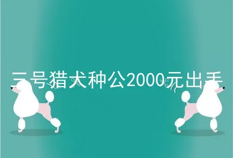 三号猎犬种公2000元出手