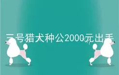 三号猎犬种公2000元出手