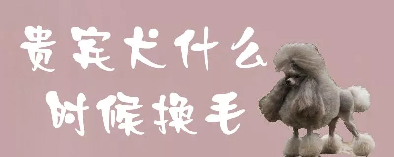 贵宾犬什么时候换毛1