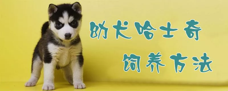 ​幼犬哈士奇饲养方法1