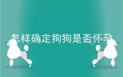 怎样确定狗狗是否怀孕