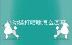 小幼猫打喷嚏怎么回事