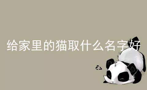 给家里的猫取什么名字好