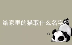 给家里的猫取什么名字好