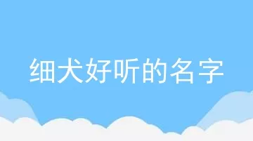 细犬好听的名字