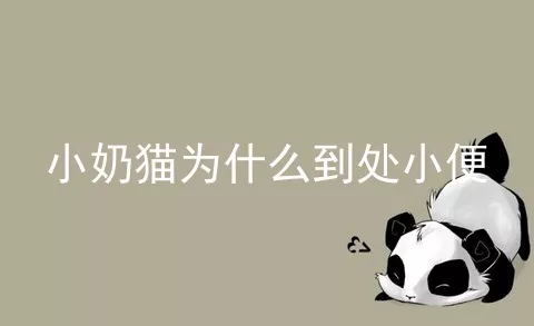 小奶猫为什么到处小便