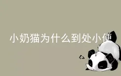 小奶猫为什么到处小便