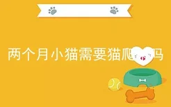 两个月小猫需要猫爬架吗