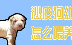 沙皮狗幼犬怎么喂养