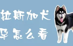 阿拉斯加犬怀孕怎么看