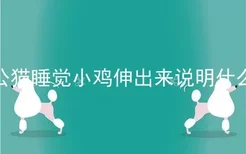 公猫睡觉小鸡伸出来说明什么