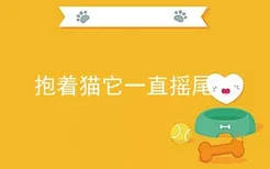 抱着猫它一直摇尾巴