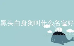 黑头白身狗叫什么名字好