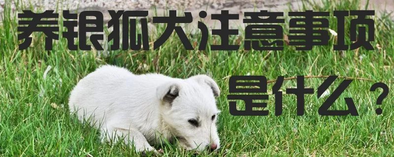 养银狐犬的注意事项是什么