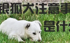 养银狐犬的注意事项是什么