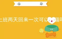 上班两天回来一次可以养猫吗