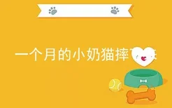 一个月的小奶猫摔下来