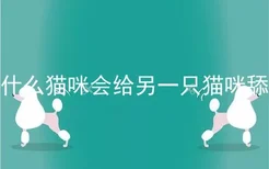 为什么猫咪会给另一只猫咪舔毛