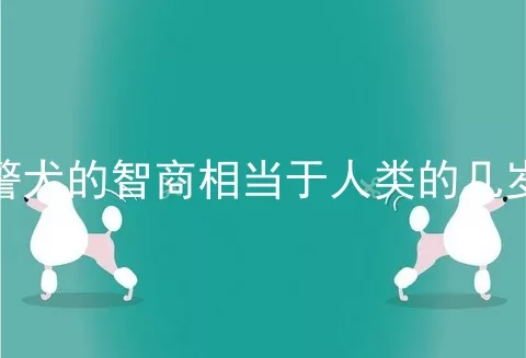 警犬的智商相当于人类的几岁