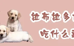 拉布拉多犬吃什么蔬菜