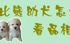 比熊幼犬怎么看品相