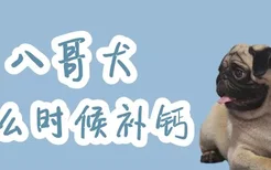 八哥犬什么时候补钙