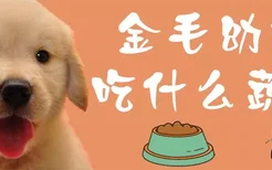 金毛幼犬吃什么蔬菜