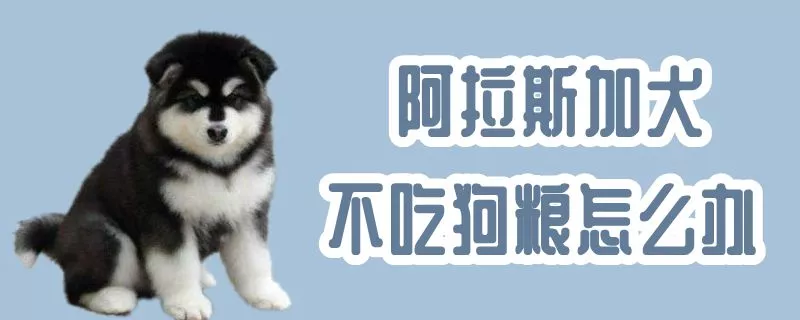 阿拉斯加犬不吃狗粮怎么办