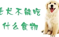 金毛犬不能吃什么食物