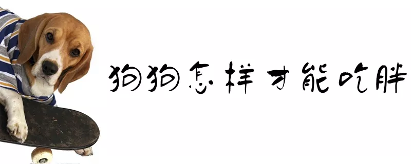 狗狗怎样才能吃胖