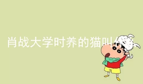 肖战大学时养的猫叫什么