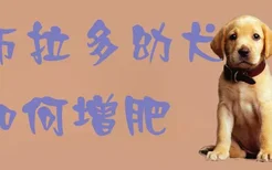 拉布拉多幼犬如何增肥