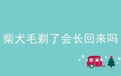 柴犬毛剃了会长回来吗